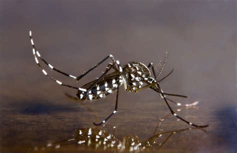 Asian Tiger Mosquitoes Video By Dr Bones Medical Preparedness Doom