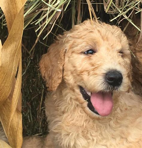 Goldendoodle babies are our specialty. Goldendoodle Puppies For Sale | Dallas, TX #244739