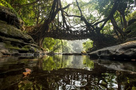 Living Root Bridges — Mike Marlowe Photographer