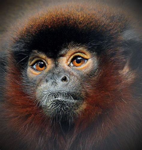 Titi Monkeys Amazing Looks And Lifestyle Animal Encyclopedia
