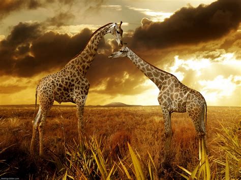 Giraffe Wallpaper For Desktop Wallpapersafari