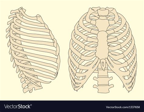 It protects your lungs and other organs … Human rib cage Royalty Free Vector Image - VectorStock