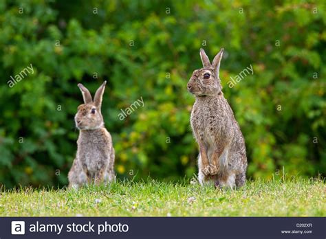 Two Alert European Rabbits Common Rabbit Oryctolagus Cuniculus