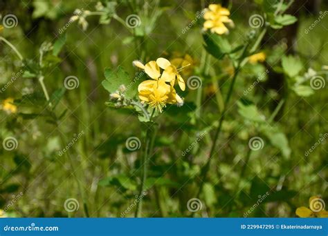 Yellow Flowers Bloom Among The Forest Glade Stock Image Image Of