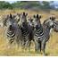 Zebra Botswana Edit02jpg  Wikipedia