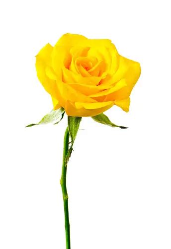 350 Yellow Rose Pictures Hd Download Free Images On Unsplash