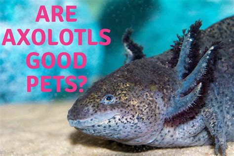 Are Axolotls Good Pets A Pros And Cons List Embora Pets