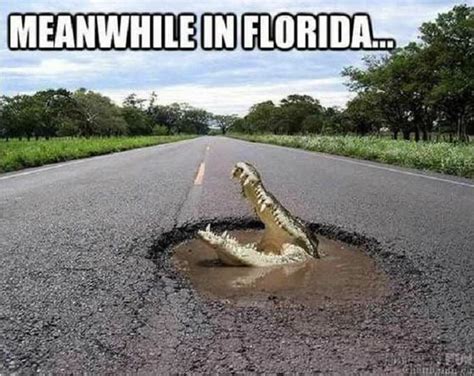 Florida Meme Meanwhile In Florida Alligator In Pothole Comics And Memes