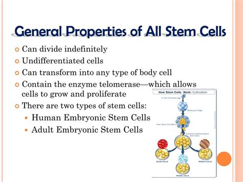 Ppt Stem Cells Powerpoint Presentation Free Download Id6148042