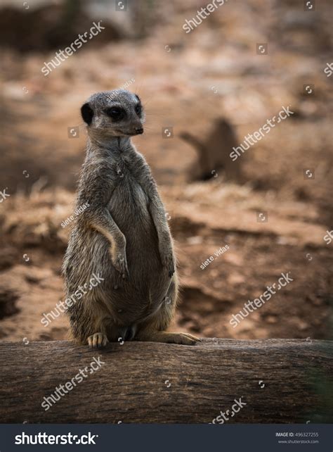Portrait Young Pregnant Meerkat Sitting On Stock Photo 496327255