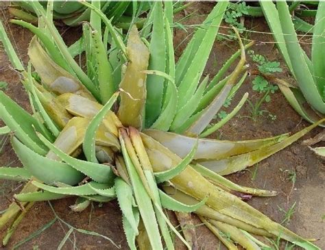 Potting soil can store moisture and cause root rot. Aloe vera: Weeds, Plant Diseases and Insects