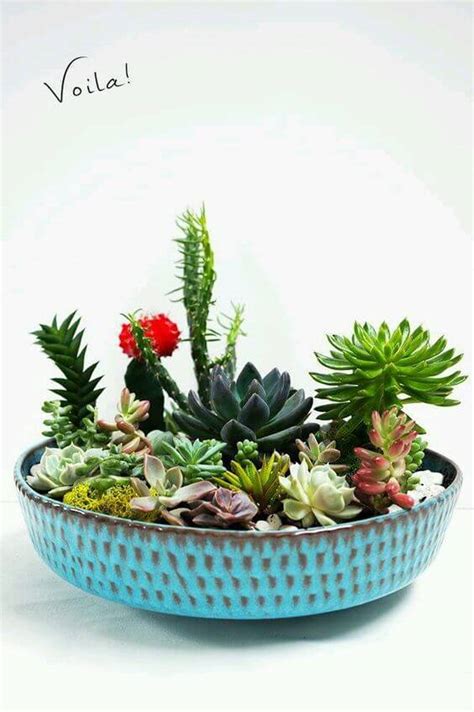 We put on coats in wintertime because it's cold outside. Cactus & Succulent Bowls