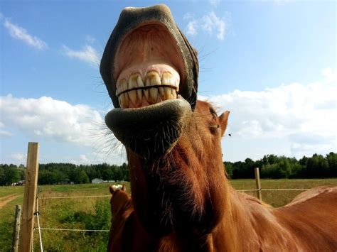 Mythbuster Monday Horses Smile When They Like Something Laptrinhx News