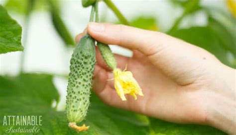 So cat owners from all around the world are testing this, and weirdly enough, all cats have the same not so fast, kitty! Growing Cucumbers for Fresh Eating or Prize-Winning Pickles