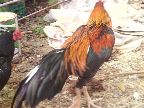 Ayam adalah hewan yang berasal dari kingdom animalia dan berada pada kelas aves. Pembiak Ayam Ratu LHK dan SG: Tip membela anak ayam Filipina