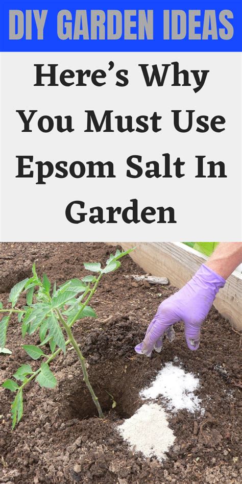 Epsom salt is one of the best kept secrets in the world of gardening. Here's Why You Must Use Epsom Salt In Garden - Gardening ...