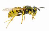 Yellow Jackets In Wood Siding