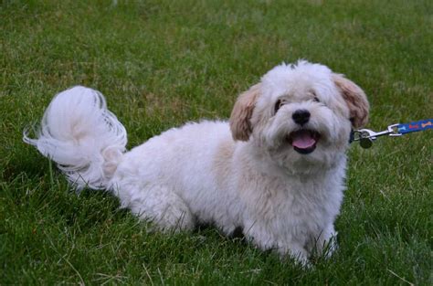 11 Things You Should Know About The Havanese Your Dog Advisor