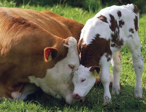 Cow Calf Animal Voices