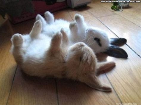 Baltimore Fishbowl Funny Cute Rabbits Funny Cute Rabbit Picture 105