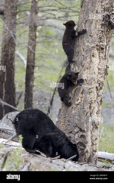 Black Bear Cubs Climbing Trees Hi Res Stock Photography And Images Alamy