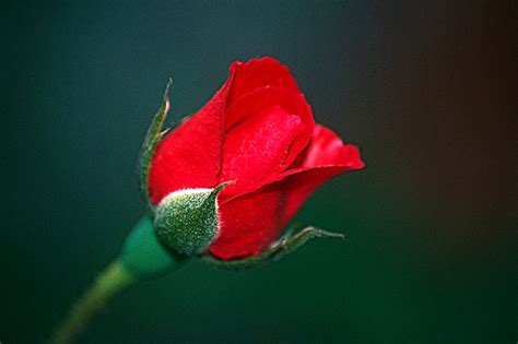 Red Rose Bud Side View By Ejordanphoto On Deviantart