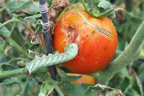 Tomato Horn Worm Damage As The Hornworm Gets Bigger So Does Its