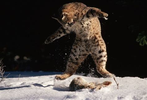 Hunting Lynx Pics Izismile Com