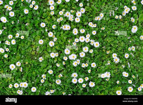 Spring Green Grass Texture With White Small Flowers Stock Photo Alamy