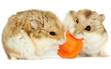 Dwarf Hamster Care Guide Giving You All The Top Tips On How To Take