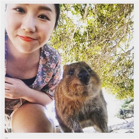 But they've had to fight to survive. Got a selfie with a QUOKKA! Look at that smile #perth # ...