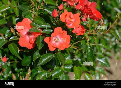 Rose Flower Carpet Sunset Stock Photo Alamy