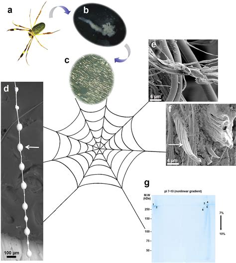 Chemical Makeup Of Spider Web Mugeek Vidalondon