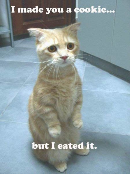 15 Funniest LOLcats Ever LOLcats Oddee