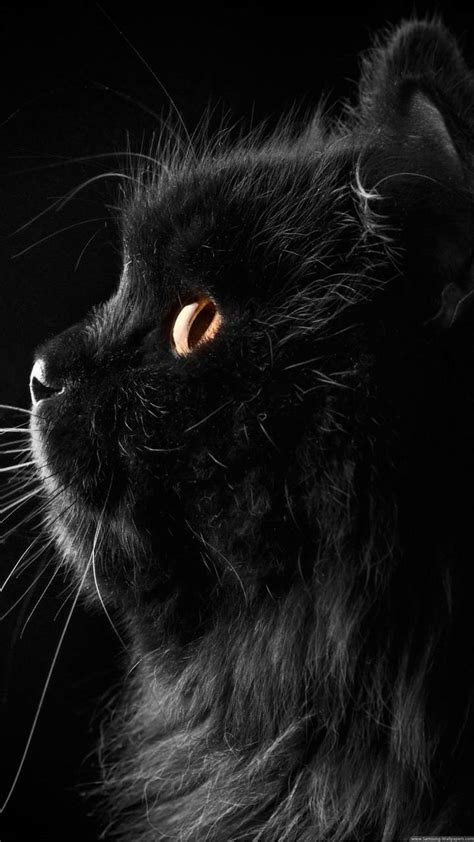 Hd Cute Black Cat Wallpaper By Lsthebunny C0 Free On Zedge™