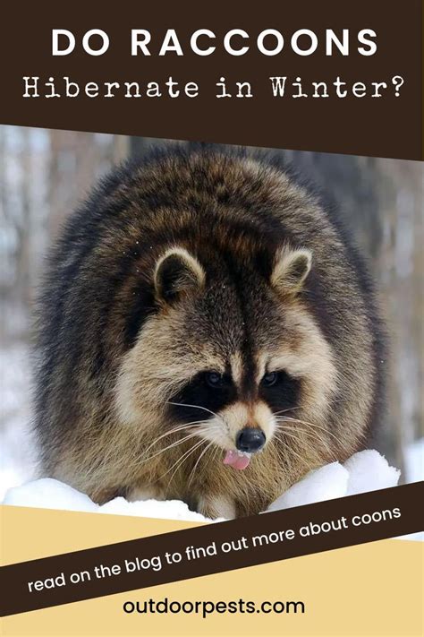Find Out If Raccoons Hibernate In Winter And Learn More About Raccoon