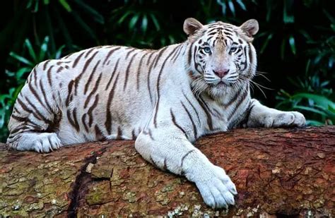 Bengal Tiger Description Habitat Image Diet And Interesting Facts