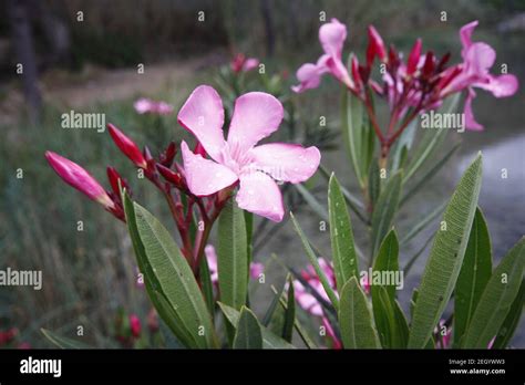 Flower Of A Pink Oleander Nerium Oleander With The Green Leaves In