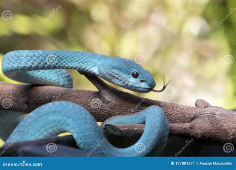 Poisonous Blue Insularis Viper Snake Stock Image