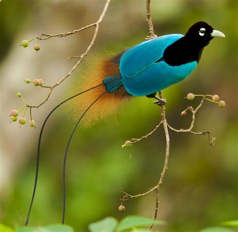 The Male Blue Bird Of Paradise Has Two Long Tail Wires Part 1 R