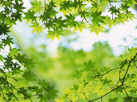 Green Leaves Wallpapers Wallpaper Cave
