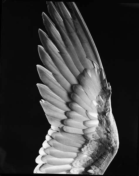 Bird Wing Halberstadt Milton Photographer Wings Drawing Bird