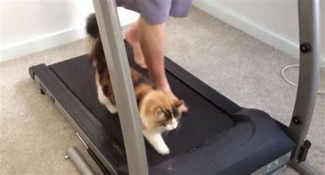 Cat Hits The Gym Petsent