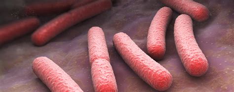 Escherichia coli Symptome Übertragung Prävention L R Prevent and