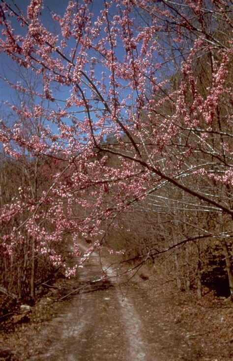 Pink Flowers In Spring At Big South Fork Tennessee Image Free Stock