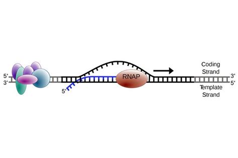 Les Tapes De La Transcription De L Adn L Arn