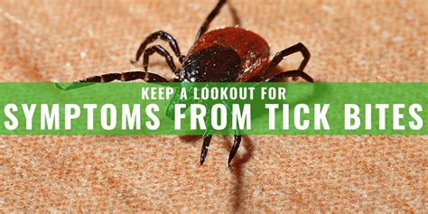 Seed Tick Bites Symptoms Seed Ticks On Humans Prevention And Removal