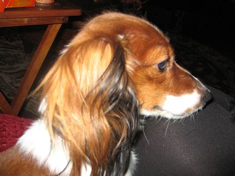 Red Piebald Long Hair Miniature Dachshund Puppy Wire Haired Dachshund