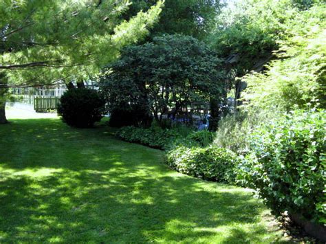 How To Grow Grass On Shady Lawns 8 Expert Tips