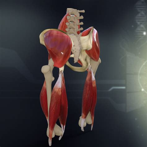 Human Pelvis Muscle Bone Anatomy 3d Model Max Obj 3ds Fbx C4d Lwo Lw